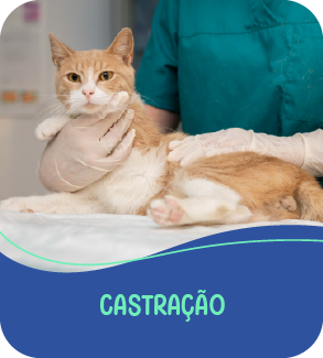 animavet-castracao.png